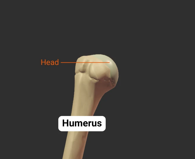 Head - anterior - isolated